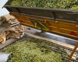 Olivebanlieferung in der Manufaktur