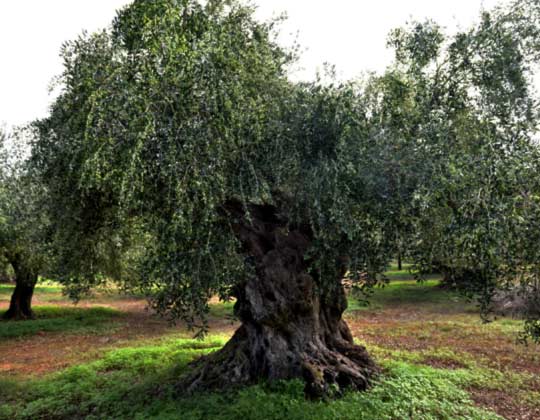 Olivenbaum
