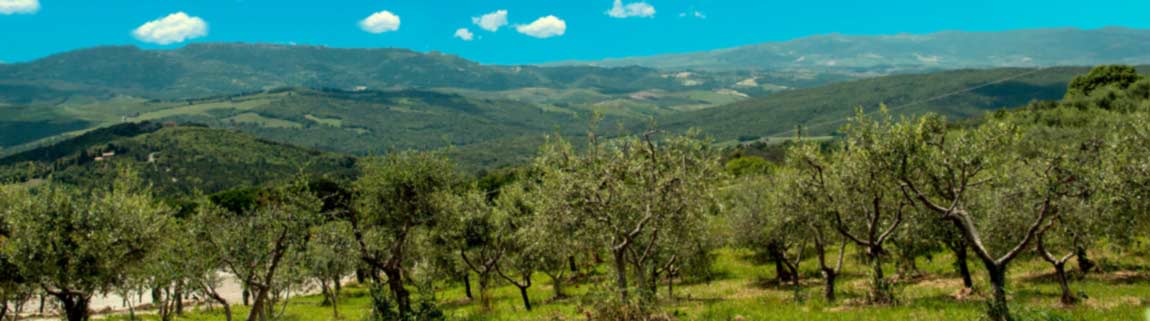 Olivenhain bei Messinia in Peloponnes - Griechenland