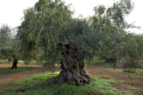 Olivenbaum in Messinia